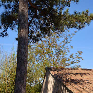 Debroussaillement arbres et branches