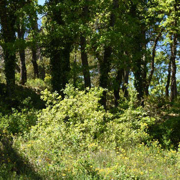 Casser la continuité au sol de la végétation