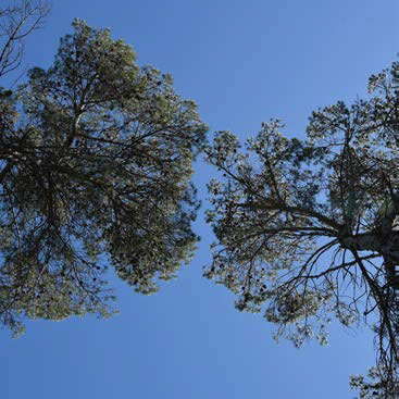 Séparer les houppiers des arbres dominants