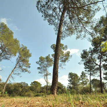 Debroussaillement élaguer les arbres