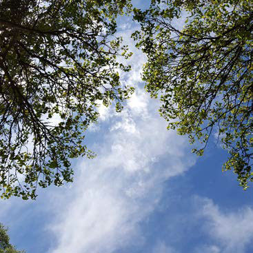 Debroussaillement espace entre les arbres