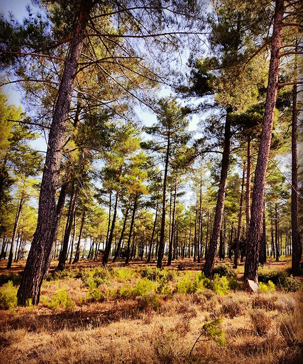 Crédit : instagram @fulavalachi